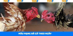Màu Mạng Đá Gà Theo Ngày - Kỹ Thuật Gặt Hái Nhiều Thành Công