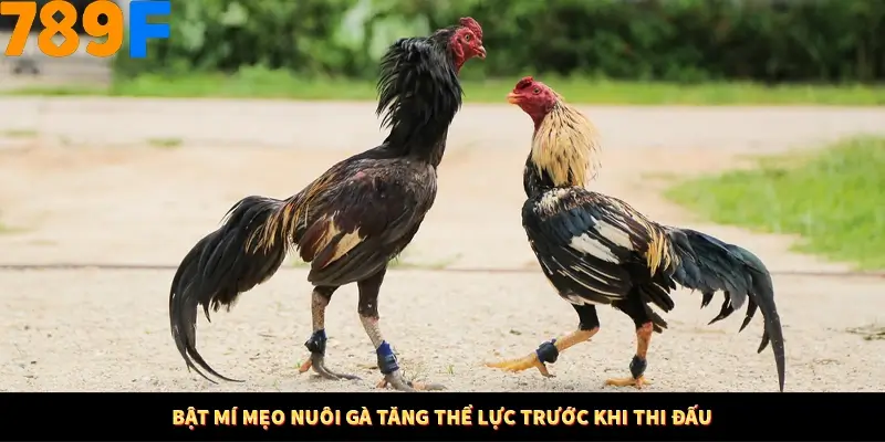 Nổ Hũ Online 789F Có Kiểm Soát Thuật Toán Không 8 Bật mí mẹo nuôi gà tăng thể lực trước khi thi đấu