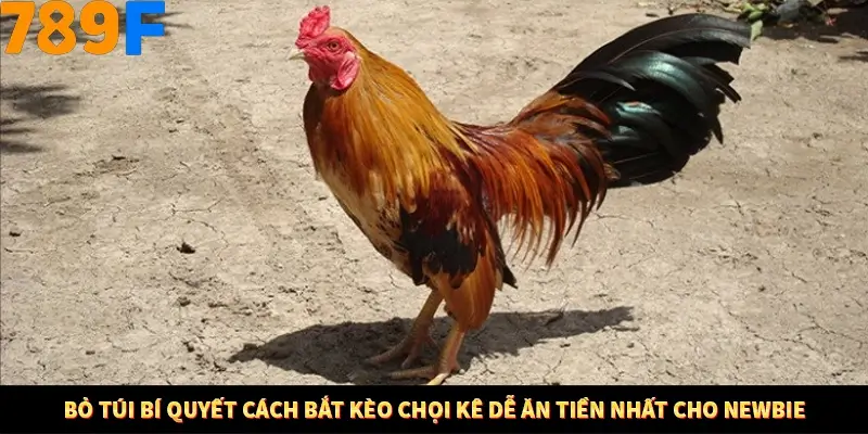 Nổ Hũ Online 789F Có Kiểm Soát Thuật Toán Không 9 Bỏ túi bí quyết cách bắt kèo chọi kê dễ ăn tiền nhất cho newbie