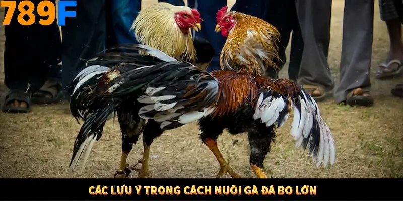 Nổ Hũ Online 789F Có Kiểm Soát Thuật Toán Không 9 Các lưu ý trong cách nuôi gà đá bo lớn