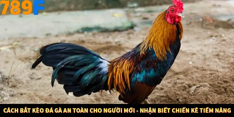 Nổ Hũ Online 789F Có Kiểm Soát Thuật Toán Không 7 Cách bắt kèo đá gà an toàn cho người mới - Nhận biết chiến kê tiềm năng