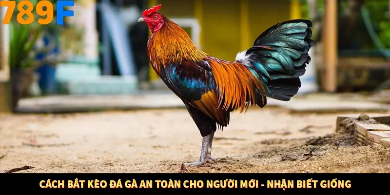 Nổ Hũ Online 789F Có Kiểm Soát Thuật Toán Không 8 Cách bắt kèo đá gà an toàn cho người mới - Nhận biết giống