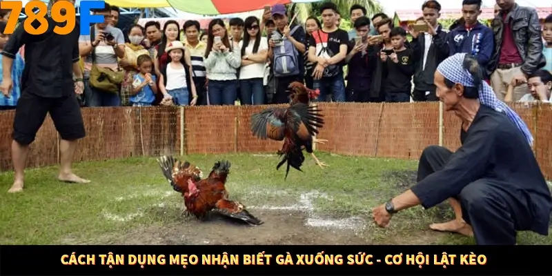 Cách tận dụng mẹo nhận biết gà xuống sức - cơ hội lật kèo