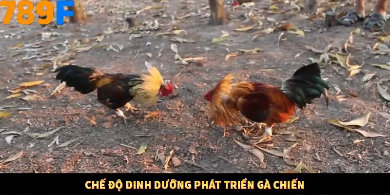 Nổ Hũ Online 789F Có Kiểm Soát Thuật Toán Không 9 Chế độ dinh dưỡng phát triển gà chiến