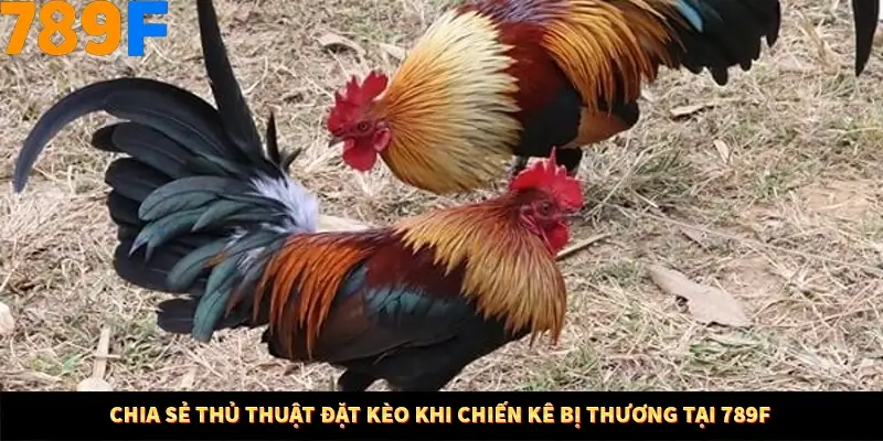 Chia sẻ thủ thuật đặt kèo khi chiến kê bị thương tại 789F