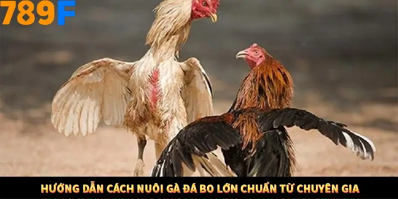 Nổ Hũ Online 789F Có Kiểm Soát Thuật Toán Không 8 Hướng dẫn cách nuôi gà đá bo lớn chuẩn từ chuyên gia