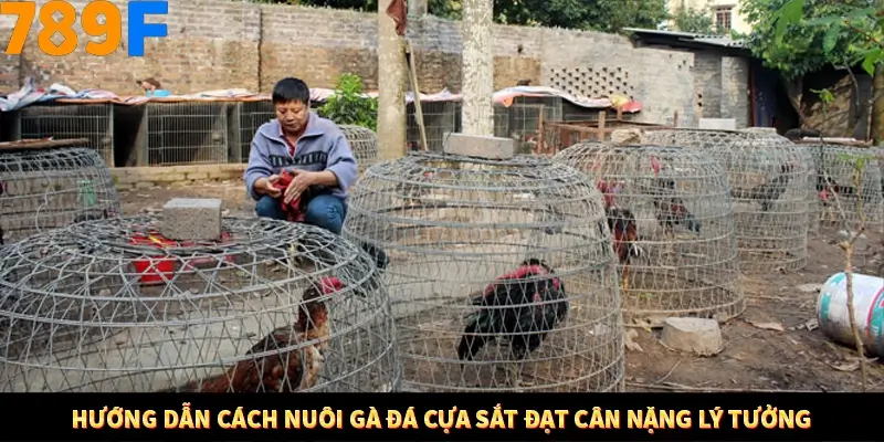 Nổ Hũ Online 789F Có Kiểm Soát Thuật Toán Không 8 Hướng dẫn cách nuôi gà đá cựa sắt đạt cân nặng lý tưởng