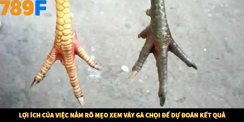 Lợi ích của việc nắm bắt được Mẹo xem gà đáp để dự đoán kết quả