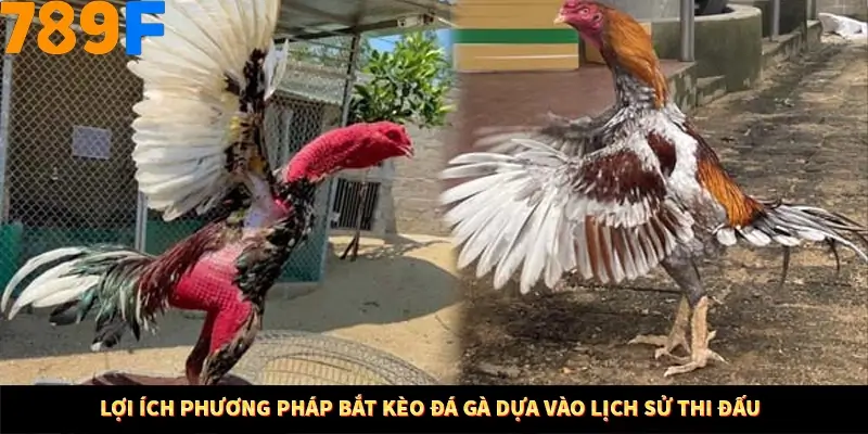 Lợi ích phương pháp bắt kèo đá gà dựa vào lịch sử thi đấu