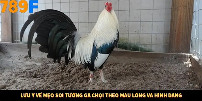 Nổ Hũ Online 789F Có Kiểm Soát Thuật Toán Không 9 Lưu ý về mẹo soi tướng gà chọi theo màu lông và hình dáng