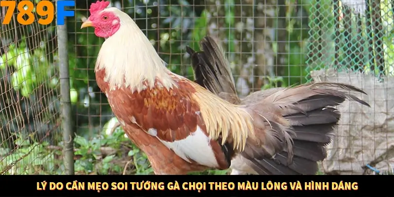 Nổ Hũ Online 789F Có Kiểm Soát Thuật Toán Không 7 Lý do cần mẹo soi tướng gà chọi theo màu lông và hình dáng
