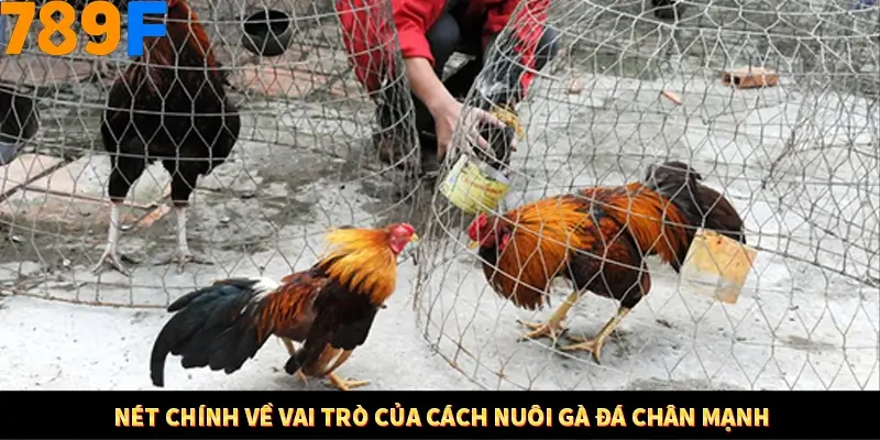 Nổ Hũ Online 789F Có Kiểm Soát Thuật Toán Không 7 Nét chính về vai trò của cách nuôi gà đá chân mạnh