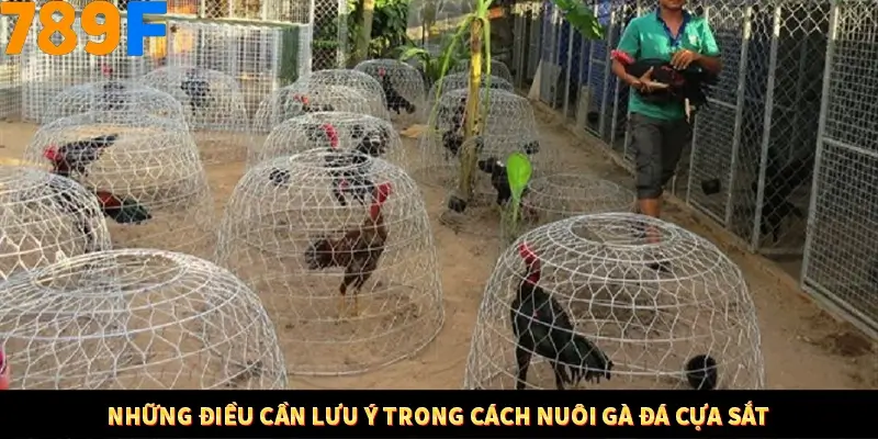 Nổ Hũ Online 789F Có Kiểm Soát Thuật Toán Không 9 Những điều cần lưu ý trong cách nuôi gà đá cựa sắt