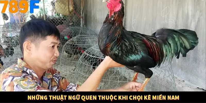Những thuật ngữ quen thuộc khi chọi kê miền Nam
