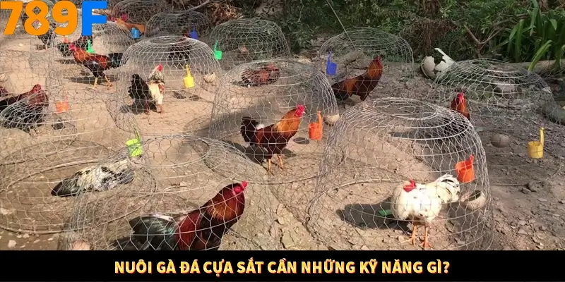 Nổ Hũ Online 789F Có Kiểm Soát Thuật Toán Không 7 Nuôi gà đá cựa sắt cần những kỹ năng gì?