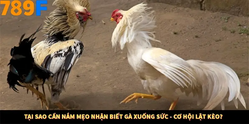 Tại sao cần nắm mẹo nhận biết gà xuống sức - cơ hội lật kèo?