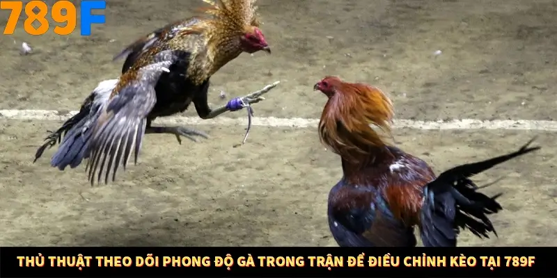 Thủ Thuật Theo Dõi Phong Độ Gà Trong Trận Để Điều Chỉnh Kèo Tại 789F