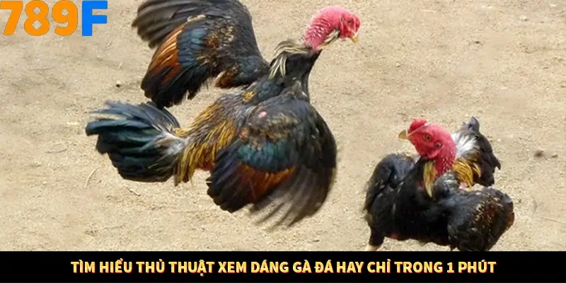 Nổ Hũ Online 789F Có Kiểm Soát Thuật Toán Không 7 Tìm hiểu thủ thuật xem dáng gà đá hay chỉ trong 1 phút