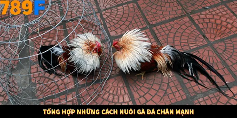 Nổ Hũ Online 789F Có Kiểm Soát Thuật Toán Không 8 Tổng hợp những cách nuôi gà đá chân mạnh
