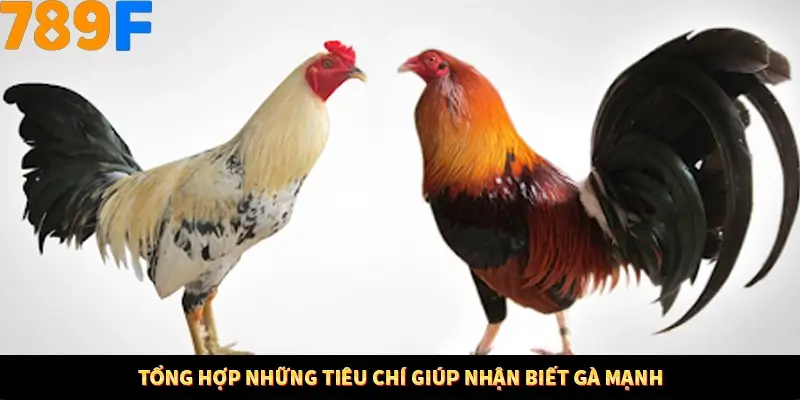 Tổng hợp những tiêu chí giúp nhận biết gà mạnh
