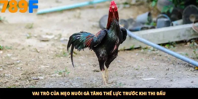 Nổ Hũ Online 789F Có Kiểm Soát Thuật Toán Không 7 Vai trò của mẹo nuôi gà tăng thể lực trước khi thi đấu
