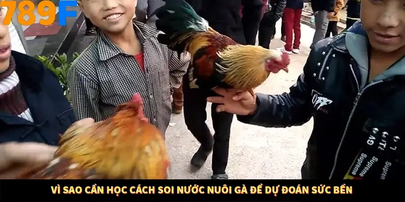 Vì sao cần học cách soi nước nuôi gà để dự đoán sức bền
