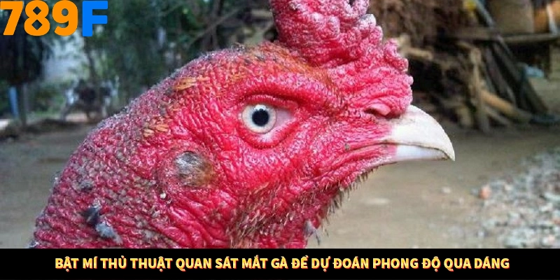 Nổ Hũ Online 789F Có Kiểm Soát Thuật Toán Không 9 Bật mí thủ thuật quan sát mắt gà để dự đoán phong độ qua dáng