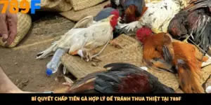 Bí Quyết Chấp Tiền Gà Hợp Lý Để Tránh Thua Thiệt Tại 789F