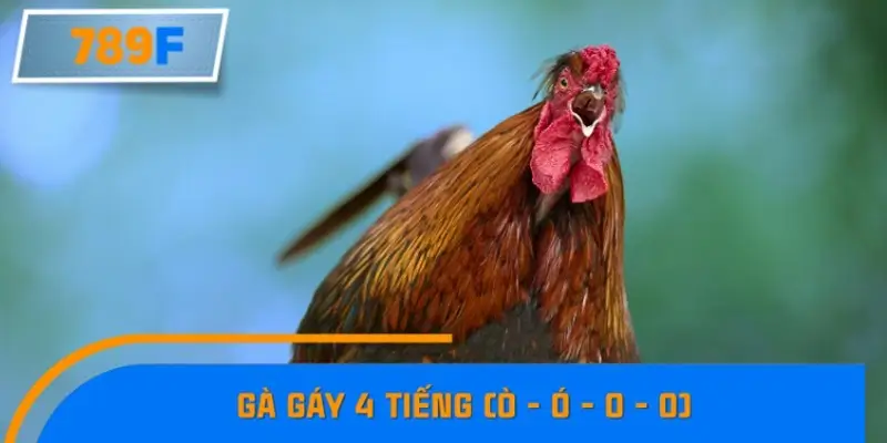 Gà gáy 4 tiếng (Ò - ó - o - o)