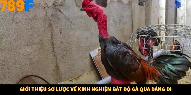 Giới thiệu sơ lược về kinh nghiệm bắt độ gà qua dáng đi