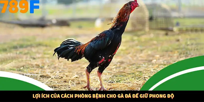 Nổ Hũ Online 789F Có Kiểm Soát Thuật Toán Không 7 Lợi ích của cách phòng bệnh cho gà đá để giữ phong độ
