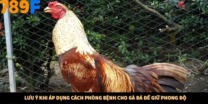 Nổ Hũ Online 789F Có Kiểm Soát Thuật Toán Không 9 Lưu ý khi áp dụng cách phòng bệnh cho gà đá để giữ phong độ