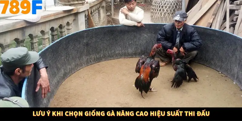 Lưu ý khi chọn giống gà nâng cao hiệu suất thi đấu