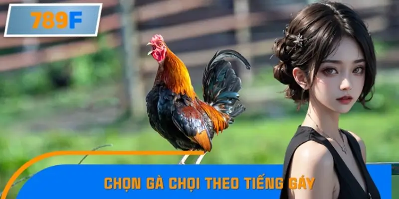 Mẹo Chọn Gà Chọi Theo Tiếng Gáy Chuẩn Như Các Sư Kê Lâu Năm
