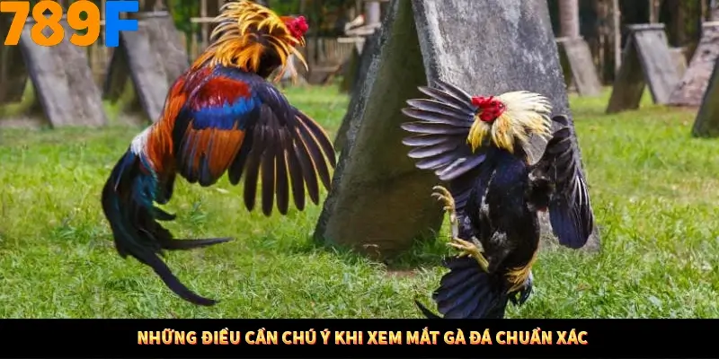 Nổ Hũ Online 789F Có Kiểm Soát Thuật Toán Không 11 Những điều cần chú ý khi xem mắt gà đá chuẩn xác