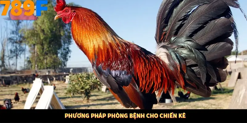 Nổ Hũ Online 789F Có Kiểm Soát Thuật Toán Không 8 Phương pháp phòng bệnh cho chiến kê