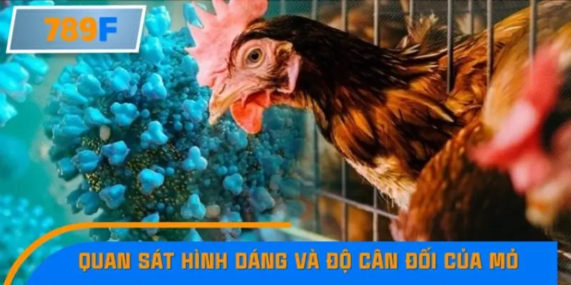 Quan sát hình dáng và độ cân đối của mỏ