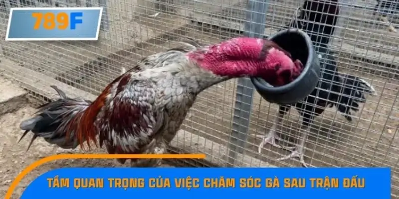Tầm quan trọng của việc chăm sóc gà sau trận đấu