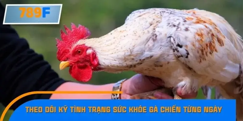 Theo dõi kỹ tình trạng sức khỏe gà chiến từng ngày