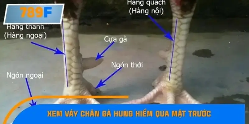 Nổ Hũ Online 789F Có Kiểm Soát Thuật Toán Không 5 Xem vảy chân gà hung hiểm qua mặt trước